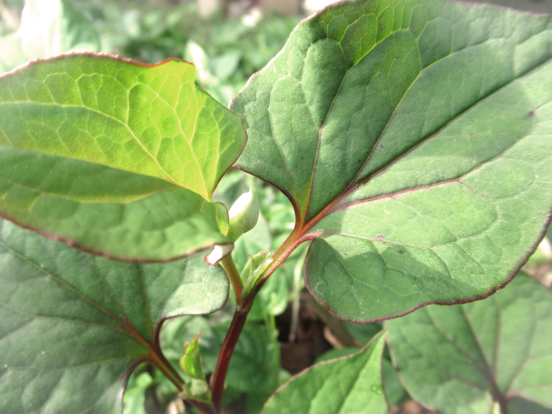 Heart Leaf ドクダミ の発酵 十種の薬の能ありて十薬となす Vionart ビオナート 藤本発酵農園