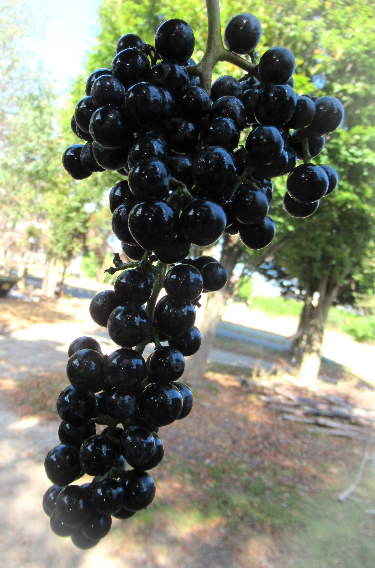 この一滴が脳に効く といわれる エビカズラ 山葡萄 の発酵が自家用ビオナート式ワインに Vionart ビオナート 藤本発酵農園