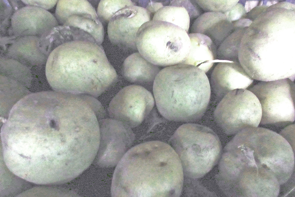 神の食べ物 柿の真実 塩漬け発酵で渋抜き Vionart ビオナート 藤本発酵農園