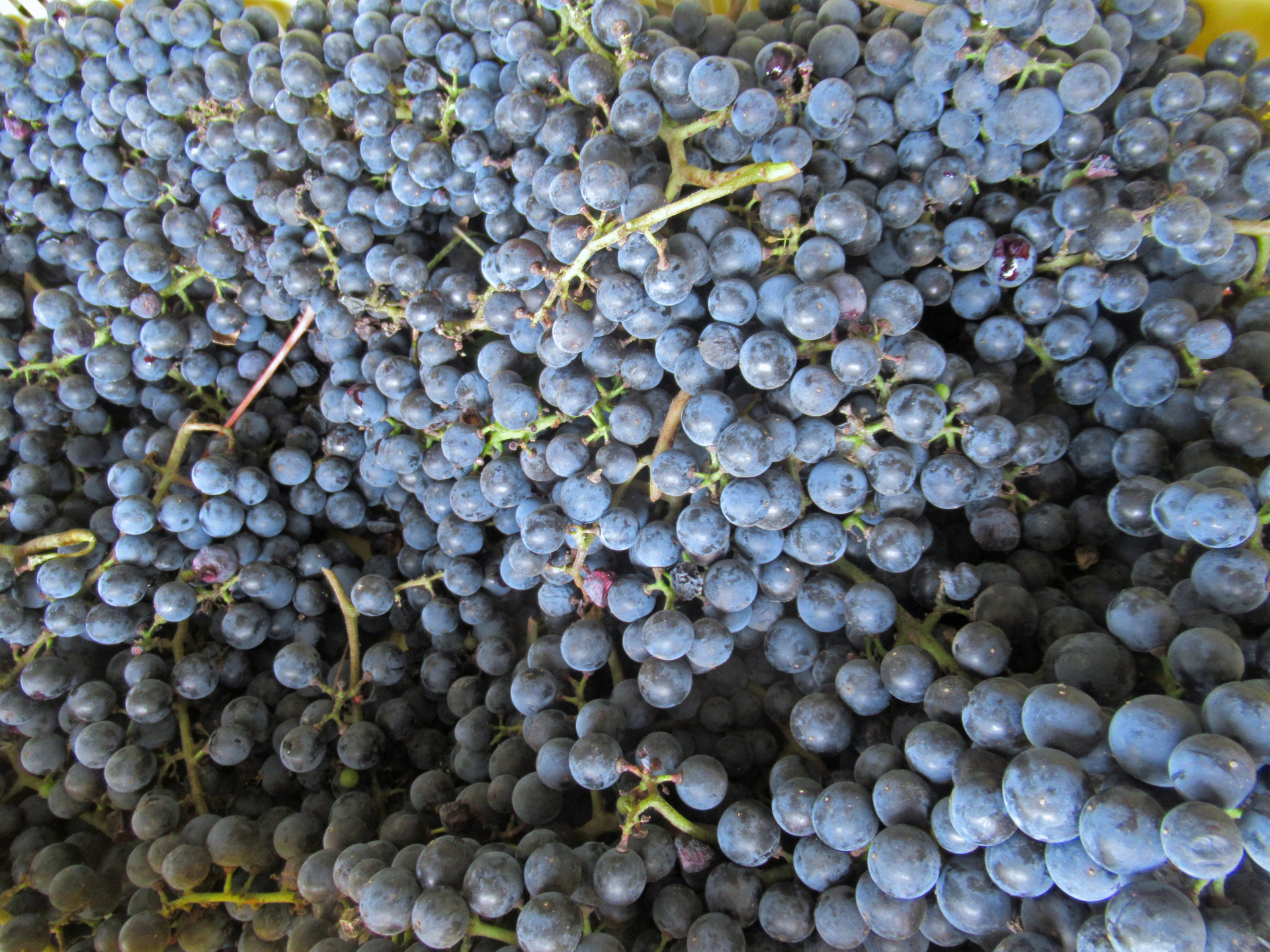 この一滴が脳に効く といわれる エビカズラ 山葡萄 の発酵が自家用ビオナート式ワインに Vionart ビオナート 藤本発酵農園