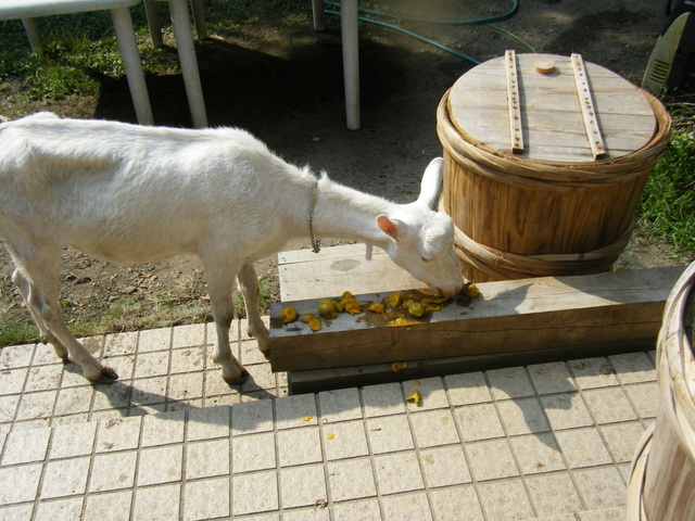 DSCF9290.JPG